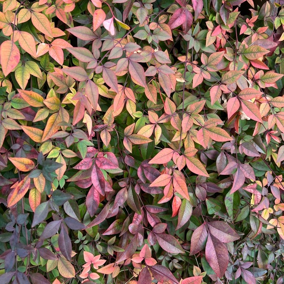 Meet your Posher, Zoë - Picture 5 of 10